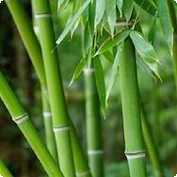 Bamboo Extract