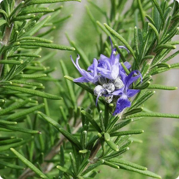 Rosemary